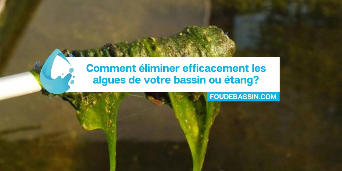 Comment éliminer efficacement les algues de votre bassin ou étang? —  FOUDEBASSIN.COM
