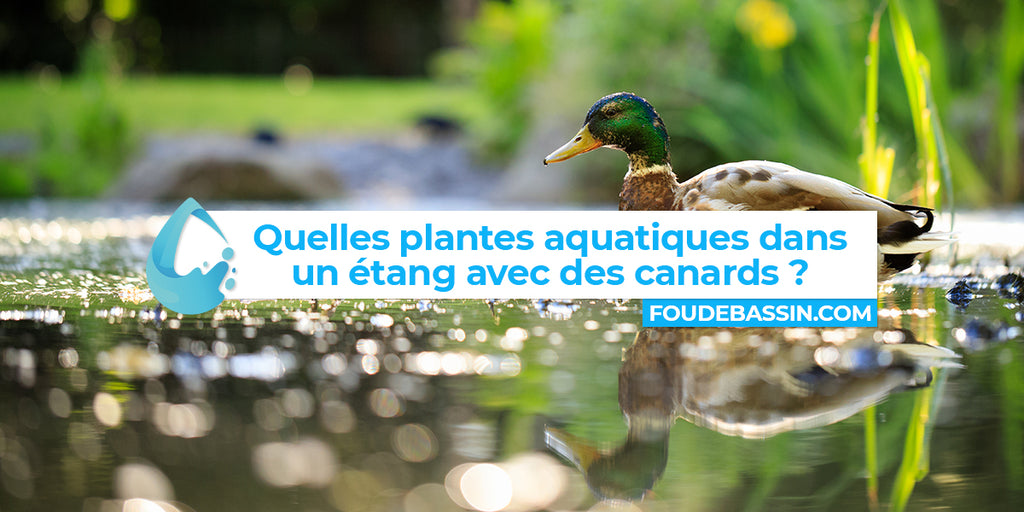 Quelles plantes aquatiques dans une mare ou un étang avec des canards —  FOUDEBASSIN.COM