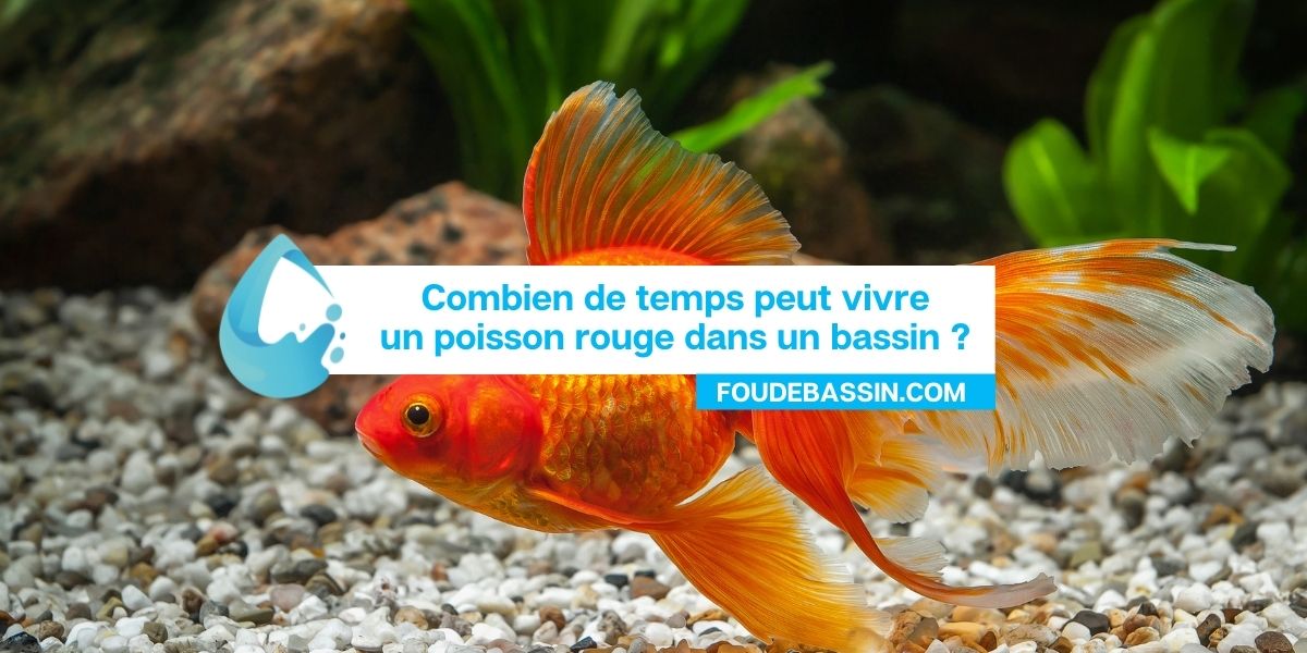 Combien de temps vivent les poissons rouges de bassin? — FOUDEBASSIN.COM