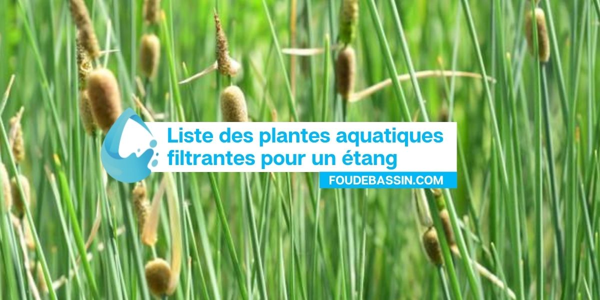 Liste des plantes aquatiques filtrantes — FOUDEBASSIN.COM