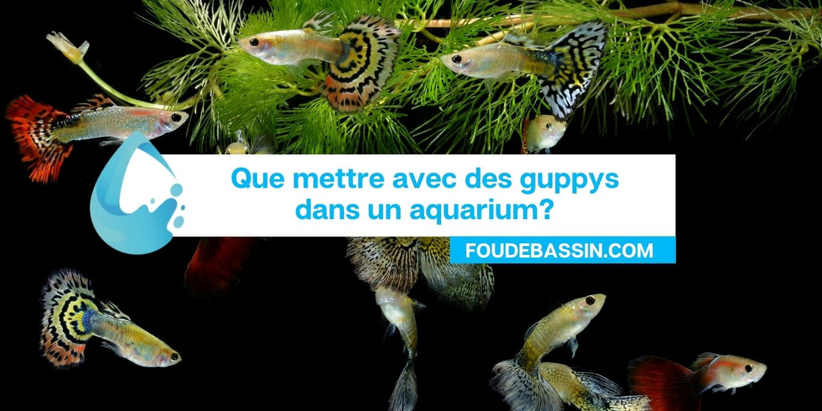 Que mettre avec des guppys dans un aquarium? — FOUDEBASSIN.COM