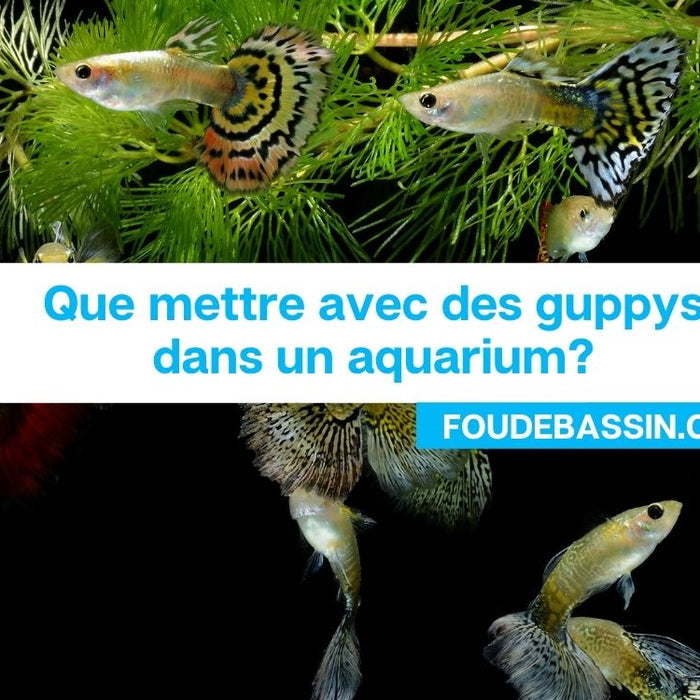 Que mettre avec des guppys dans un aquarium?