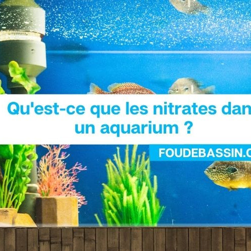 Qu'est ce que les nitrates dans un aquarium?