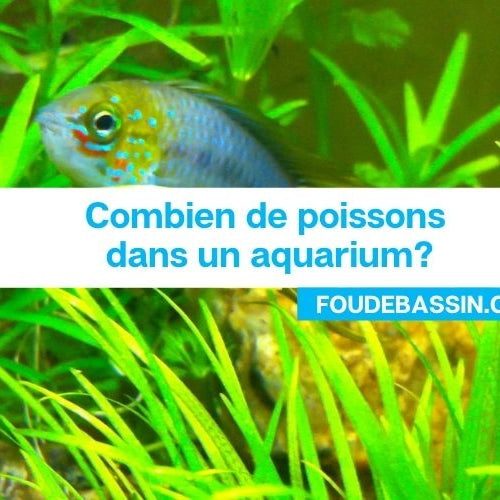 Combien de poissons dans un aquarium?