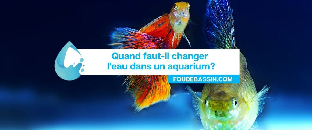 Quand faut-il changer l'eau dans un aquarium? — FOUDEBASSIN.COM