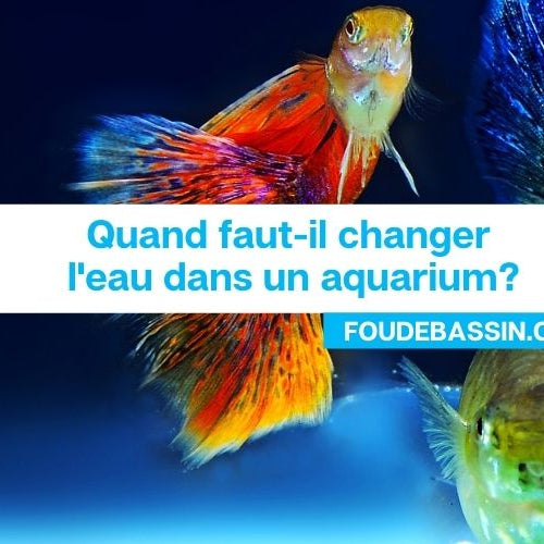 Quand faut-il changer l'eau dans un aquarium?
