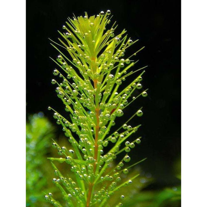 Ceratophyllum Demersum (Cornifle immergée) - Plante oxygénante —  FOUDEBASSIN.COM