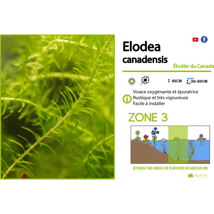Elodea Canadensis - Elodée du Canada - Plante oxygénante — FOUDEBASSIN.COM